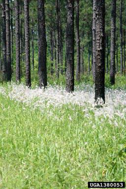 Cogongrass